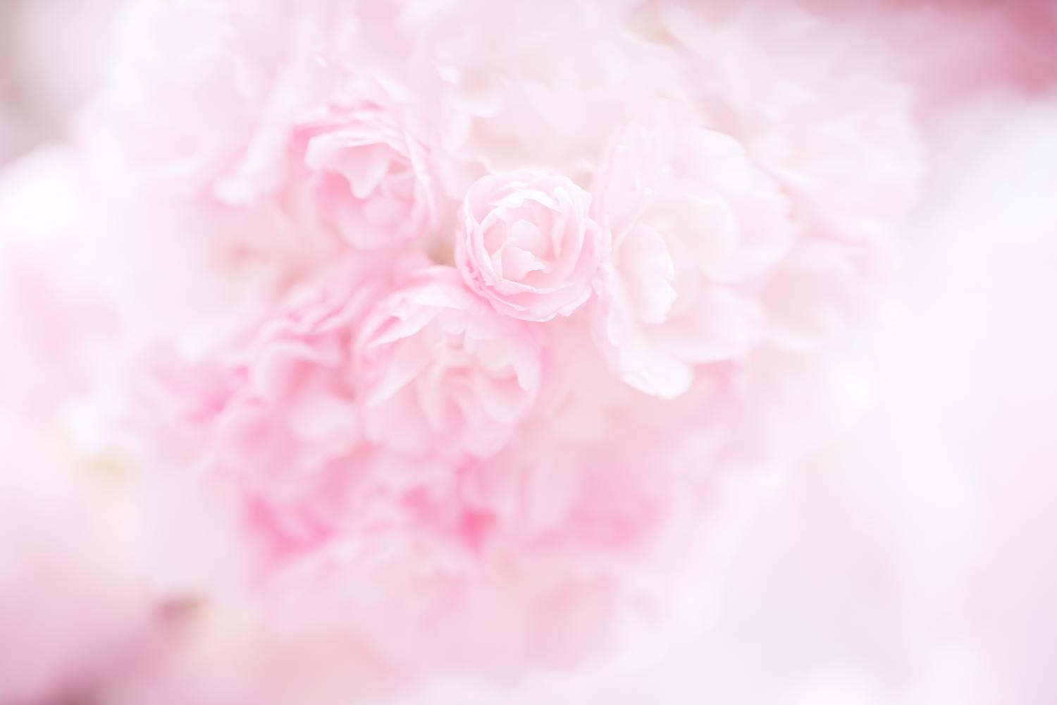 PAK86_benishigure15092907_TP_V