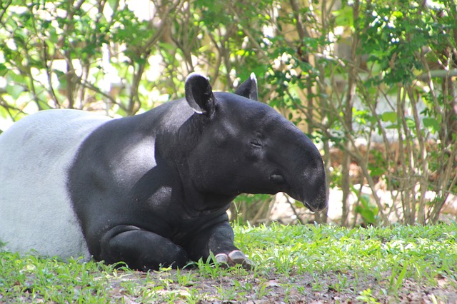tapir-279016_640